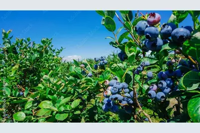 208 Elmwood St, Labelle, FL 33935 - Photo 28