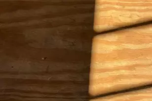 10228 Meadow Beauty Trl, Fort Myers, FL 33905 - Photo 18