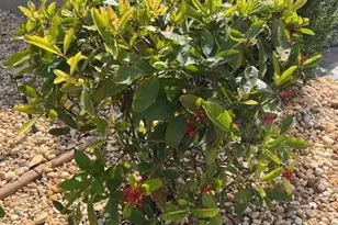 10336 Fire Flag Trail, Fort Myers, FL 33905 - Photo 12