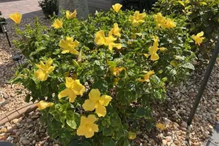 10336 Fire Flag Trail, Fort Myers, FL 33905 - Photo 16