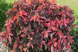 10309 Fire Flag Trail, Fort Myers, FL 33905 - Photo 22