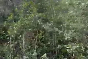 308 Kerrsdale Cir, Lehigh Acres, FL 33974 - Photo 4