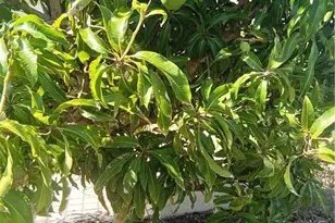 4925 Porky Ln, Saint James City, FL 33956 - Photo 32