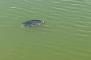 9950 Sailview Ct, Fort Myers, FL 33905 - Photo 30