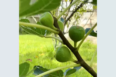 2201 Howard Rd, Labelle, FL 33935 - Photo 12