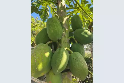 119 Flame Vine Dr, Naples, FL 34110 - Photo 24