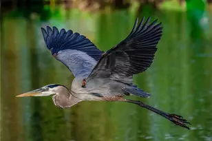 12531 Collier's Reserve Dr, Naples, FL 34110 - Photo 42