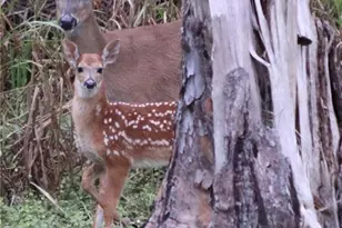 611 8th St SE, Naples, FL 34117 - Photo 28