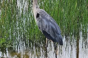 10110 Colonial Country Club Blvd, Fort Myers, FL 33913 - Photo 38