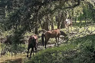 23261 Tuckahoe Rd, Alva, FL 33920 - Photo 12