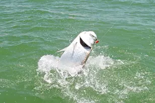 254 Newport Dr, Naples, FL 34114 - Photo 34