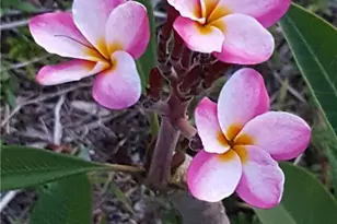 11170 Lager Ln, Naples, FL 34114 - Photo 22