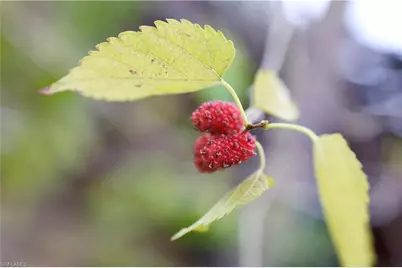 12 35th Ave NW, Naples, FL 34120 - Photo 46