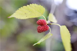 12 35th Ave NW, Naples, FL 34120 - Photo 46