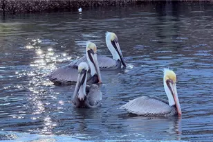 16050 Tierra Plaza, Fort Myers, FL 33908 - Photo 32