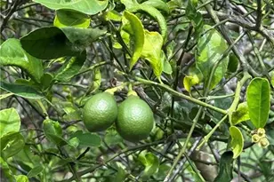 219 Cypress Way W, Naples, FL 34110 - Photo 34