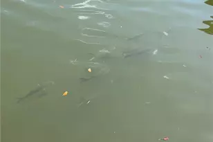 4754 Spring Creek Dr, Bonita Springs, FL 34134 - Photo 10