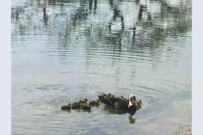 1645 Spoonbill Ln #C, Naples, FL 34105 - Photo 40