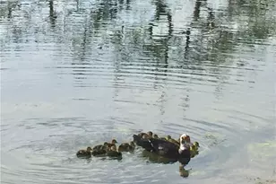 1645 Spoonbill Ln, Naples, FL 34105 - Photo 40