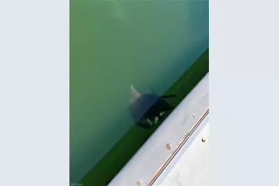 1402 N Collier Blvd, Marco Island, FL 34145 - Photo 26