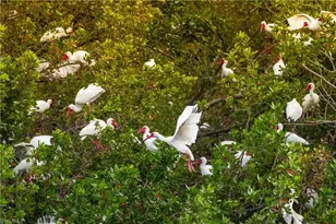 4201 Lake Forest Dr, Bonita Springs, FL 34134 - Photo 38