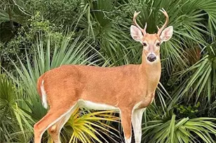 8505 Naples Heritage Dr, Naples, FL 34112 - Photo 30