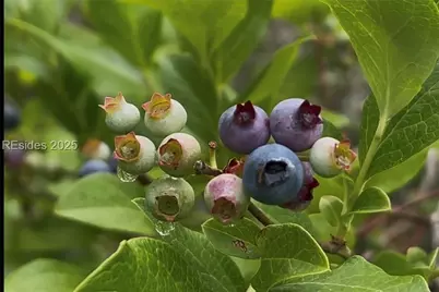 505 Sisters Ferry Road, Ridgeland, SC 29936 - Photo 2