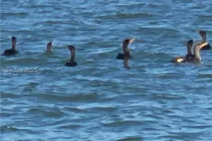 663 William Hilton Pkwy, Hilton Head Island, SC 29928 - Photo 54