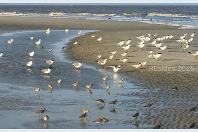 1 Ocean Lane #3332, Hilton Head Island, SC 29928 - Photo 54