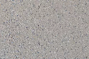 726 Caribbean Soul Ave, Hardeeville, SC 29927 - Photo 72