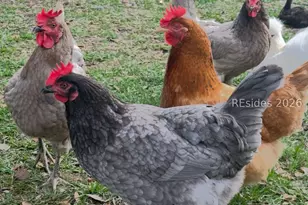 19 Belle Isle Farms, Beaufort, SC 29907 - Photo 74