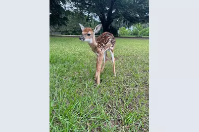 19 Belle Isle Farms, Beaufort, SC 29907 - Photo 72