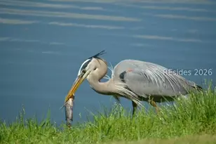 10 Abbeville Ct, Bluffton, SC 29910 - Photo 36