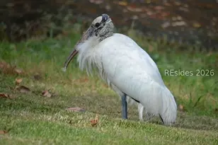 10 Abbeville Ct, Bluffton, SC 29910 - Photo 34