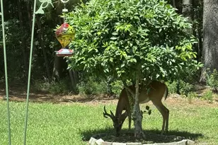 10 Screven Ct, Bluffton, SC 29909 - Photo 38