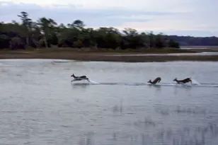 575 Distant Is Dr, Beaufort, SC 29907 - Photo 92