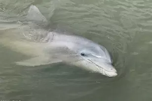 575 Distant Is Dr, Beaufort, SC 29907 - Photo 90