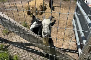 661 Woodrow Rd, Estill, SC 29918 - Photo 30