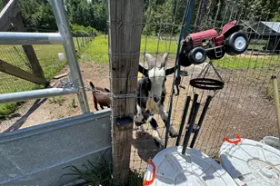 661 Woodrow Rd, Estill, SC 29918 - Photo 32