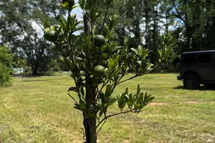 661 Woodrow Rd, Estill, SC 29918 - Photo 36