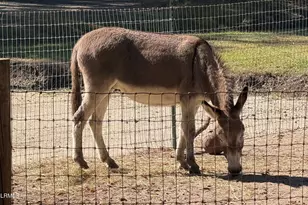 10 Big Ash Ln, Beaufort, SC 29907 - Photo 30