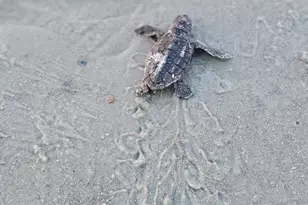 28 W Cedar Rd, Saint Helena Island, SC 29920 - Photo 52