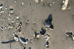 28 W Cedar Rd, Saint Helena Island, SC 29920 - Photo 54