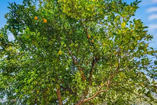 28 W Cedar Rd, Saint Helena Island, SC 29920 - Photo 30