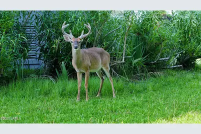 416 Skimmer Cove, Fripp Island, SC 29920 - Photo 36