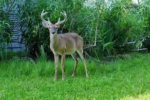 416 Skimmer Cove, Fripp Island, SC 29920 - Photo 36