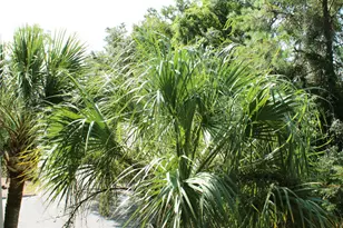 23 S Forest Beach Dr, Hilton Head Island, SC 29928 - Photo 8