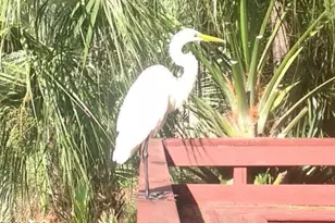 50 Callawassie Club Dr, Okatie, SC 29909 - Photo 34