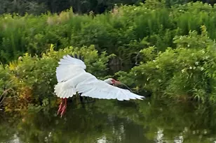 1503 Paris Ave, Port Royal, SC 29935 - Photo 84