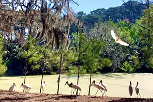 129 Avenue of Oaks, Daufuskie Island, SC 29915 - Photo 24